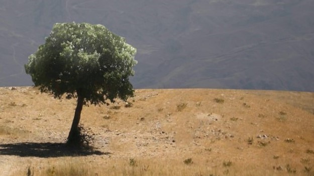 A tree with backdrop of hills